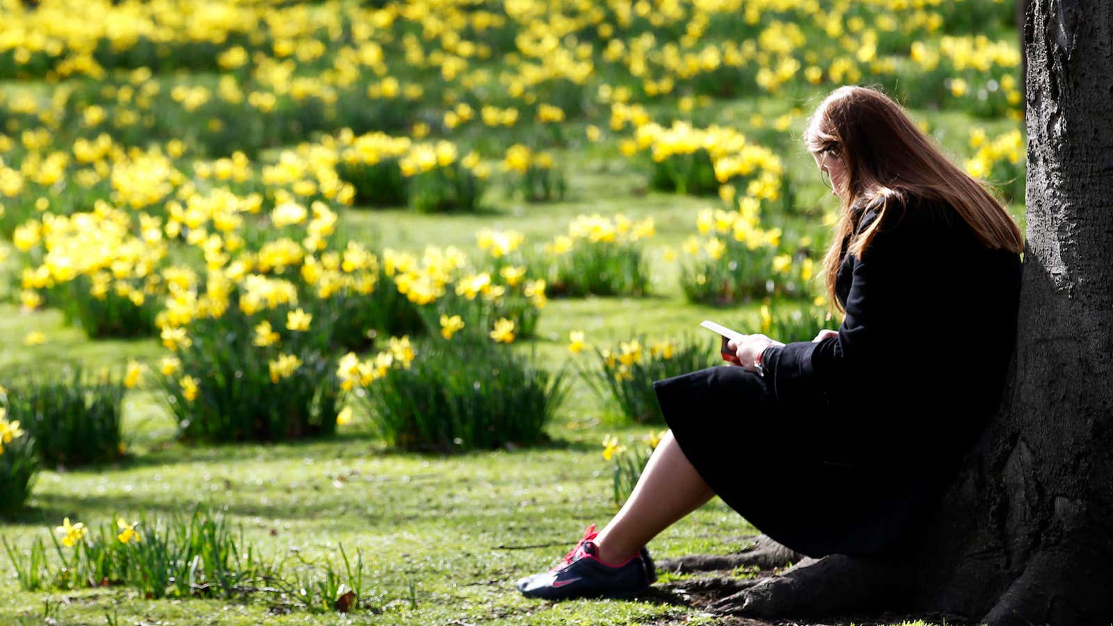 A woman sits and reads among daffodils in St James’s Park in London March 8, 2012.