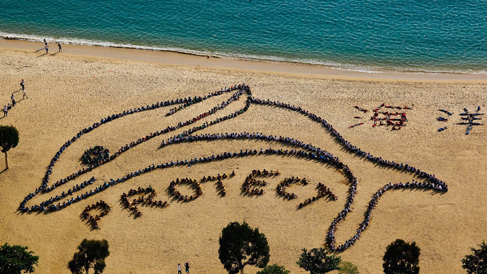 About 800 school children form the shape of a Chinese white dolphin in Hong Kong.