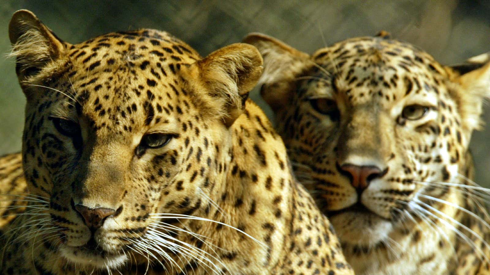 Leopards sit in their enclosure in New Delhi zoo December 15, 2005. Leopards are found throughout the Indian sub-continent with the exception of the desert and densely-settled areas. It can exist in areas without a plentiful water supply.