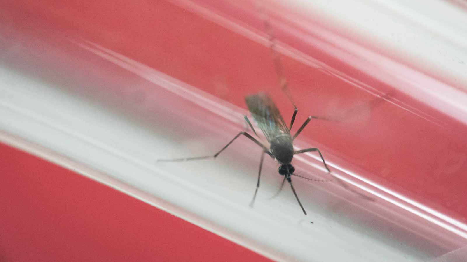 More than 800 cases of Zika, a mosquito-borne virus, have been reported in the US.