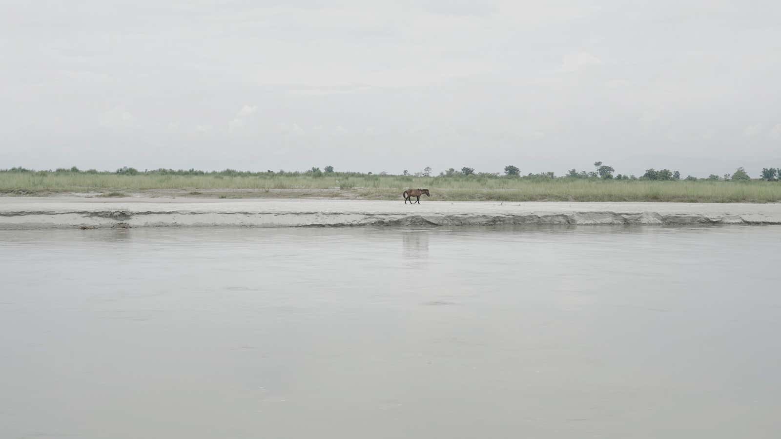 A horse walks along the shore of a sapori in upper Assam. Inhabitants of these riverine islands often rear animals to supplement their income. Most raise cows and goats, but there are some horses too.