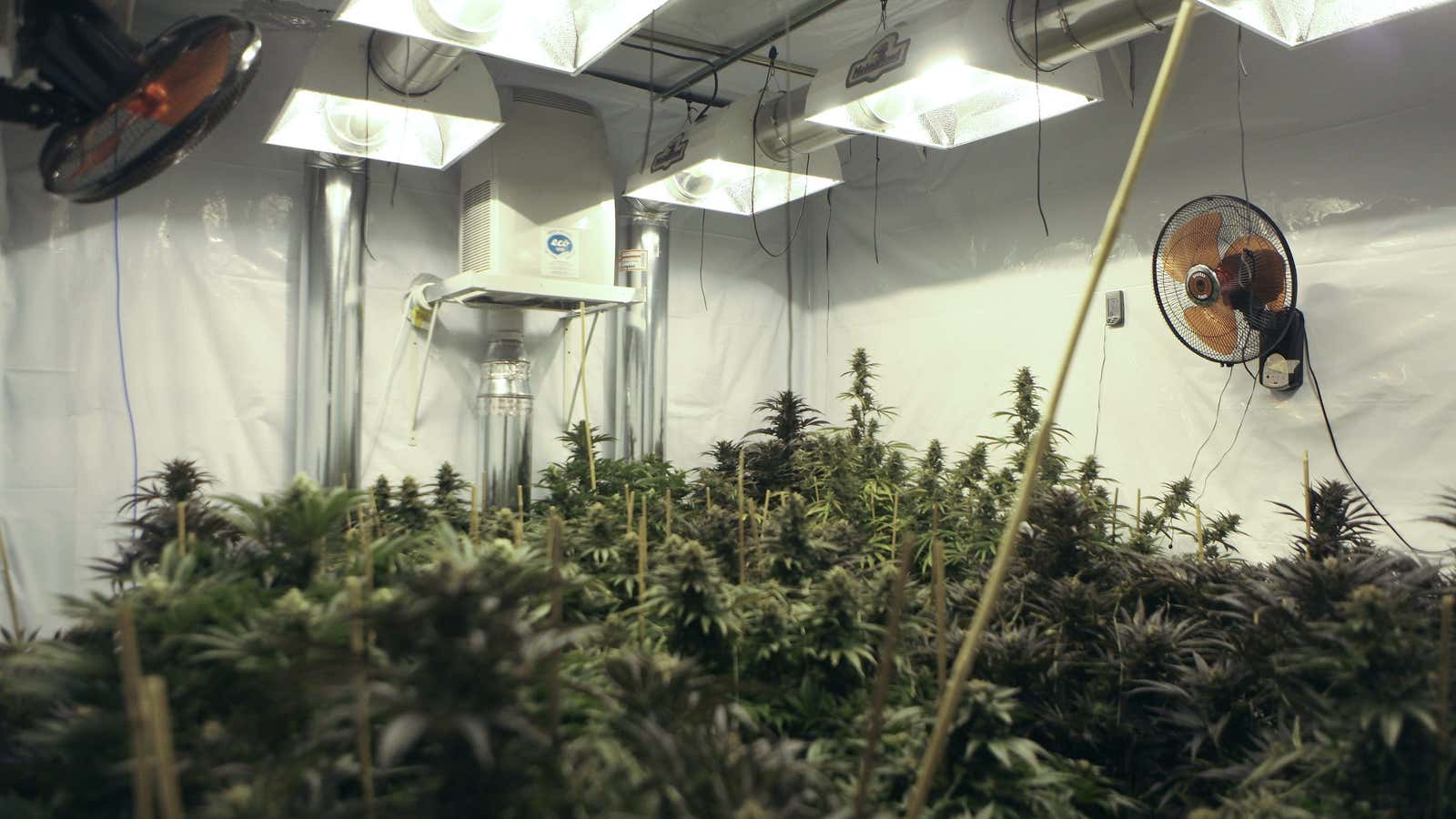 Cannabis plants are have very specific temperature and lighting needs.