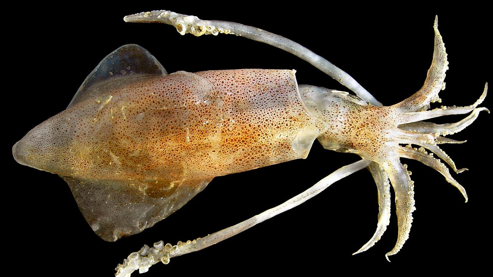 Proteins from the sucker ring teeth of the European common squid have made self-healing fabrics possible.