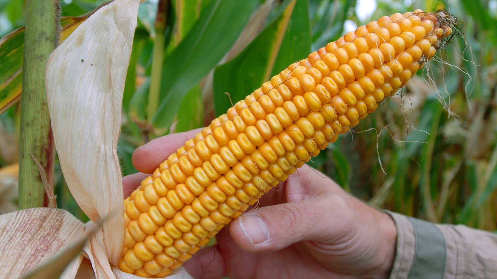 Germany has banned Monsanto&#39;s MON 810 strain of genetically modified corn on the grounds that it&#39;s dangerous for the environment.