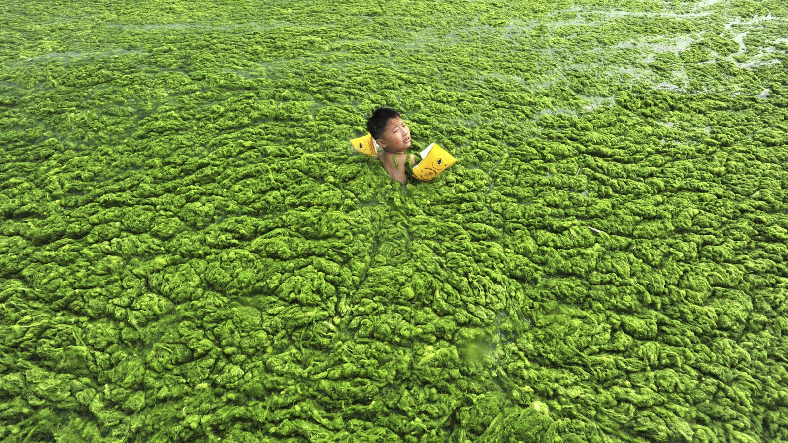 Fertilizer run off can turn freshwater lakes into big blobs of algae.