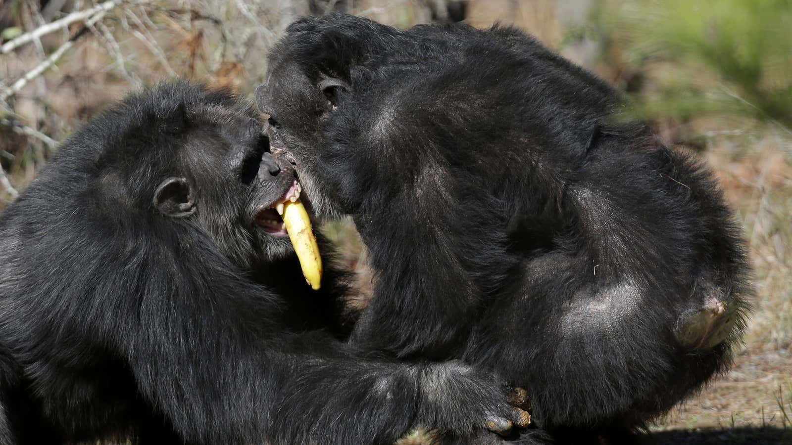 Chimps: They’re (almost) just like us.
