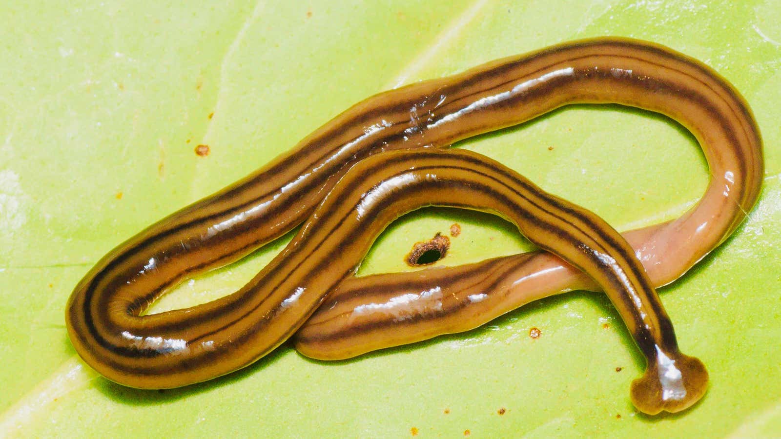 Entomologists missed this giant worm invading France for 20 years.