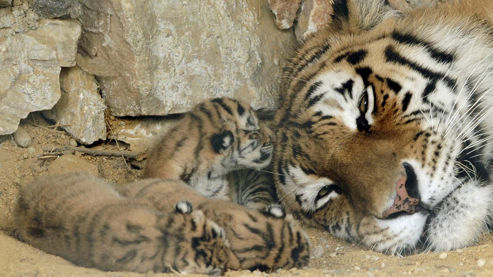 There are only a few hundred Siberian tigers left.