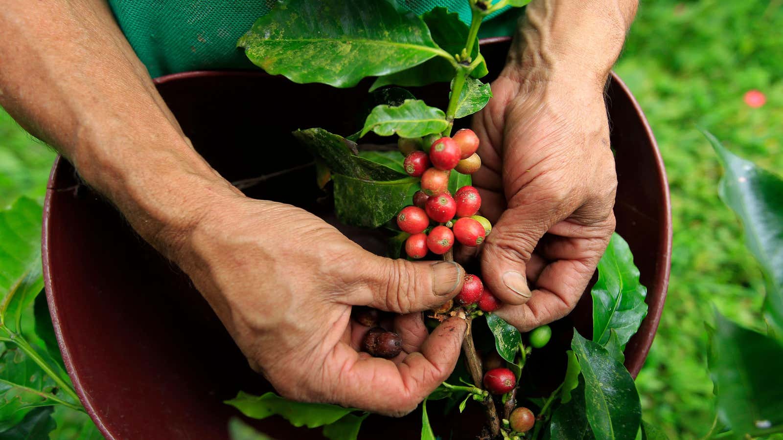 Its unique geography makes Colombia one of the world’s greatest coffee-producing nations.