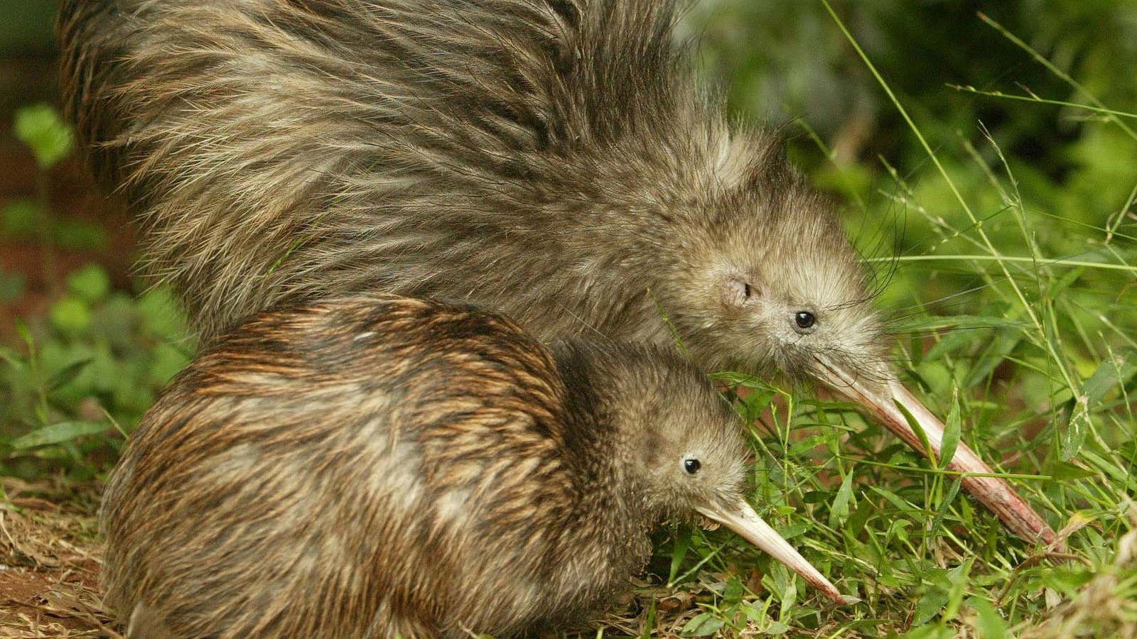 These cute little kiwis are getting gobbled up by invasive mammals.