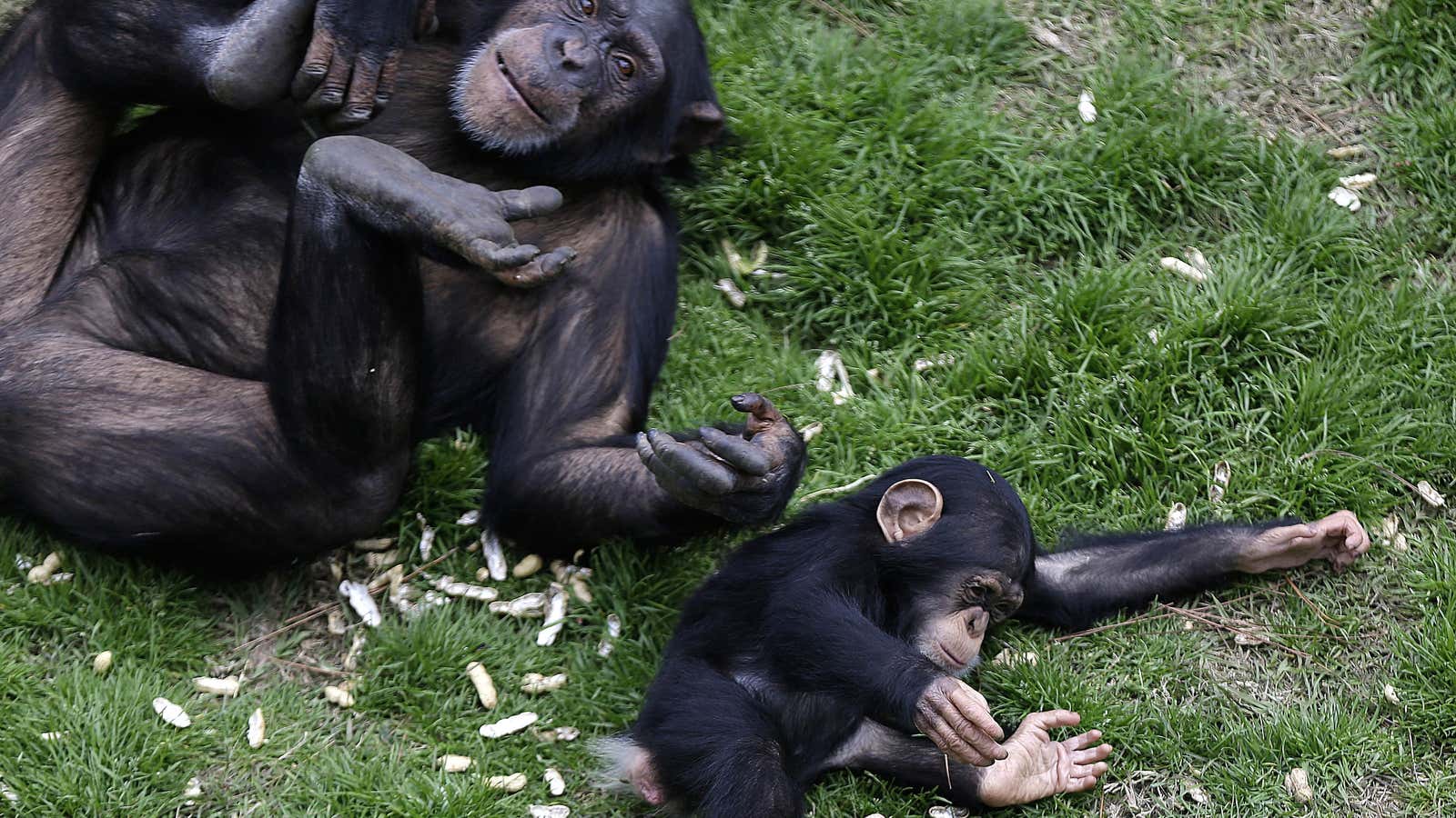 If chimpanzees can experience pleasure or pain, does that mean they’re people too?