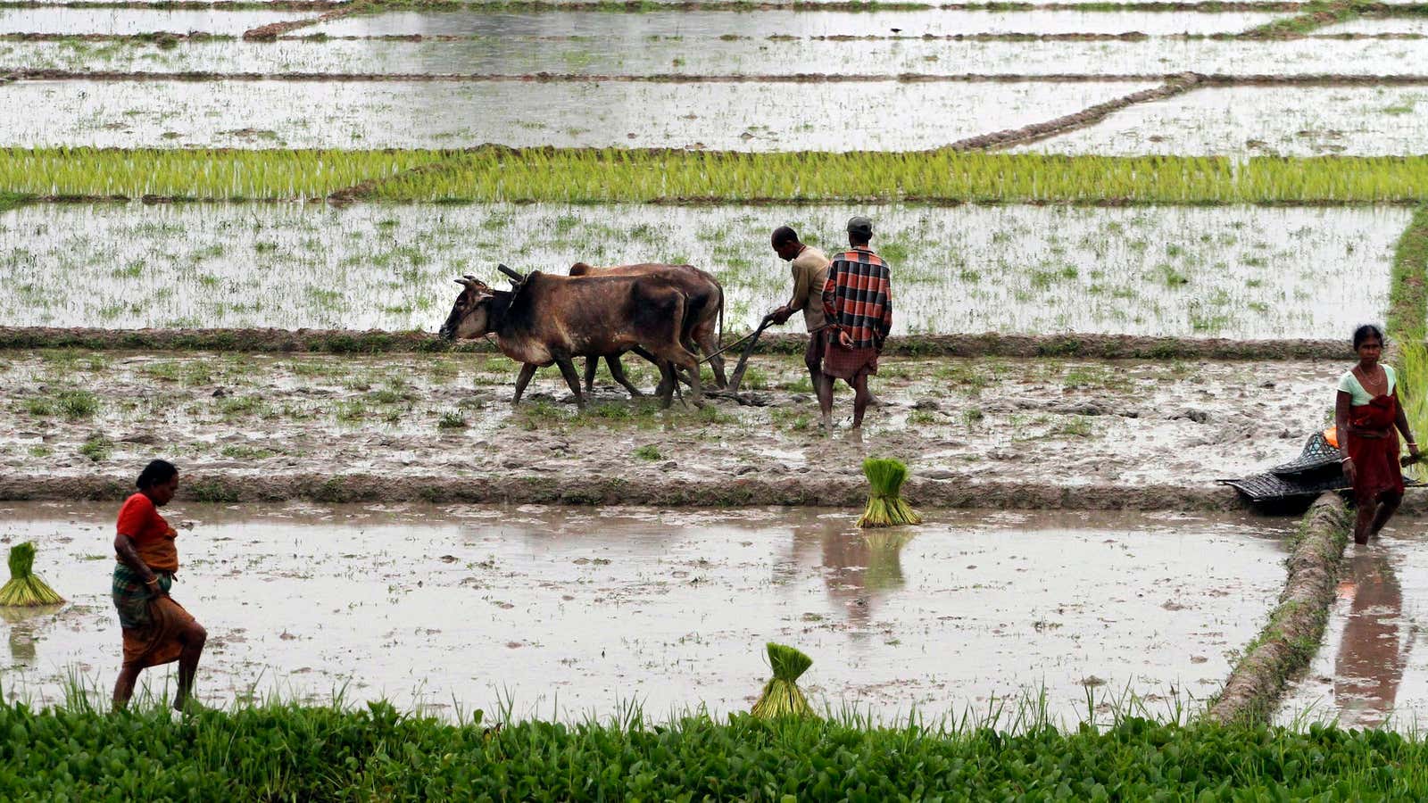 India has neglected its rain-fed farms.
