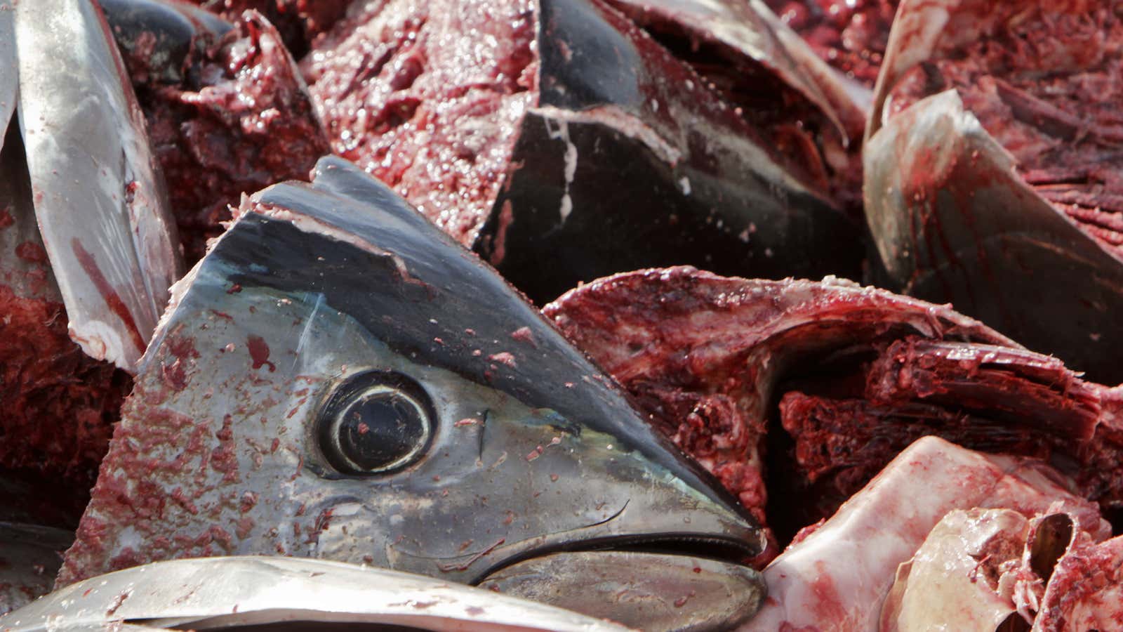 Bluefin tuna, a heavily overfished species.