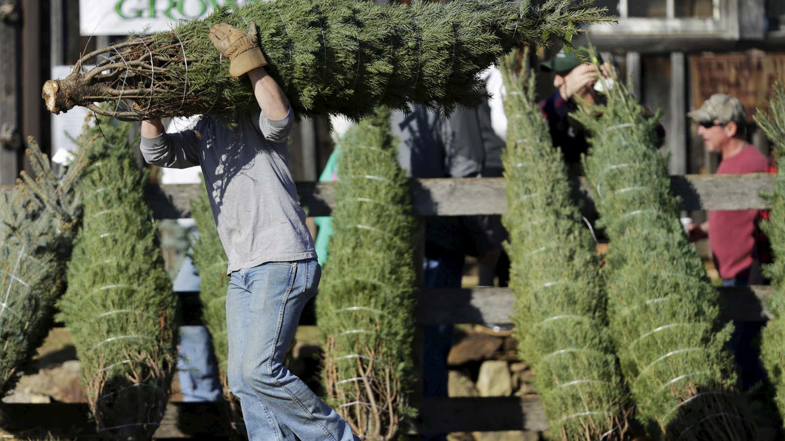 A new holiday tradition: tree shortages and higher prices.
