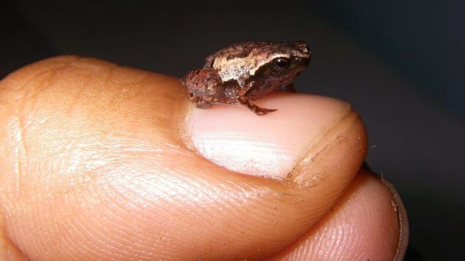 An adult male “Mini mum”, one of the world’s smallest frogs, rests on a fingernail with room to spare.