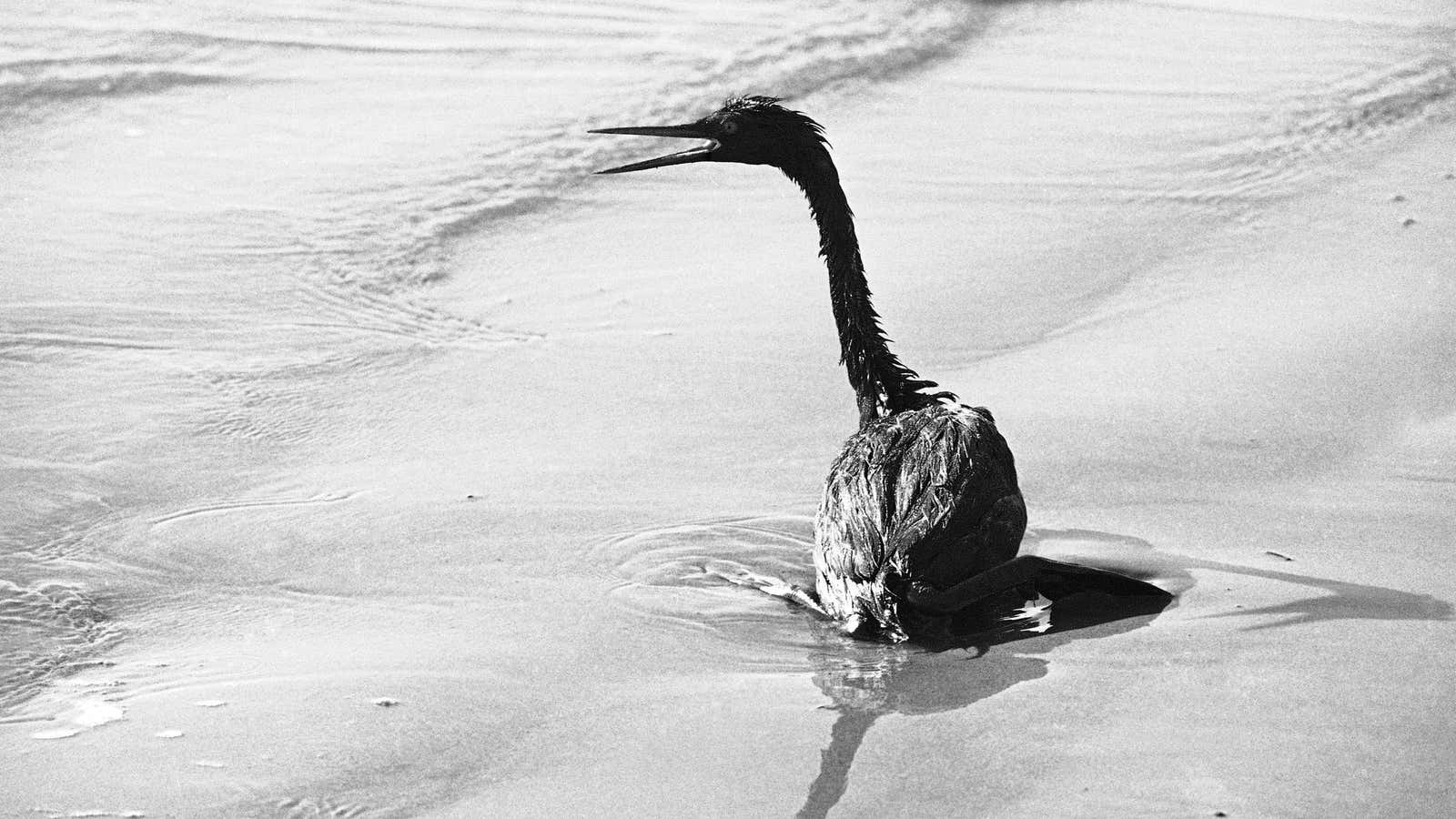A 1969 oil spill led to the first Earth Day in 1970.