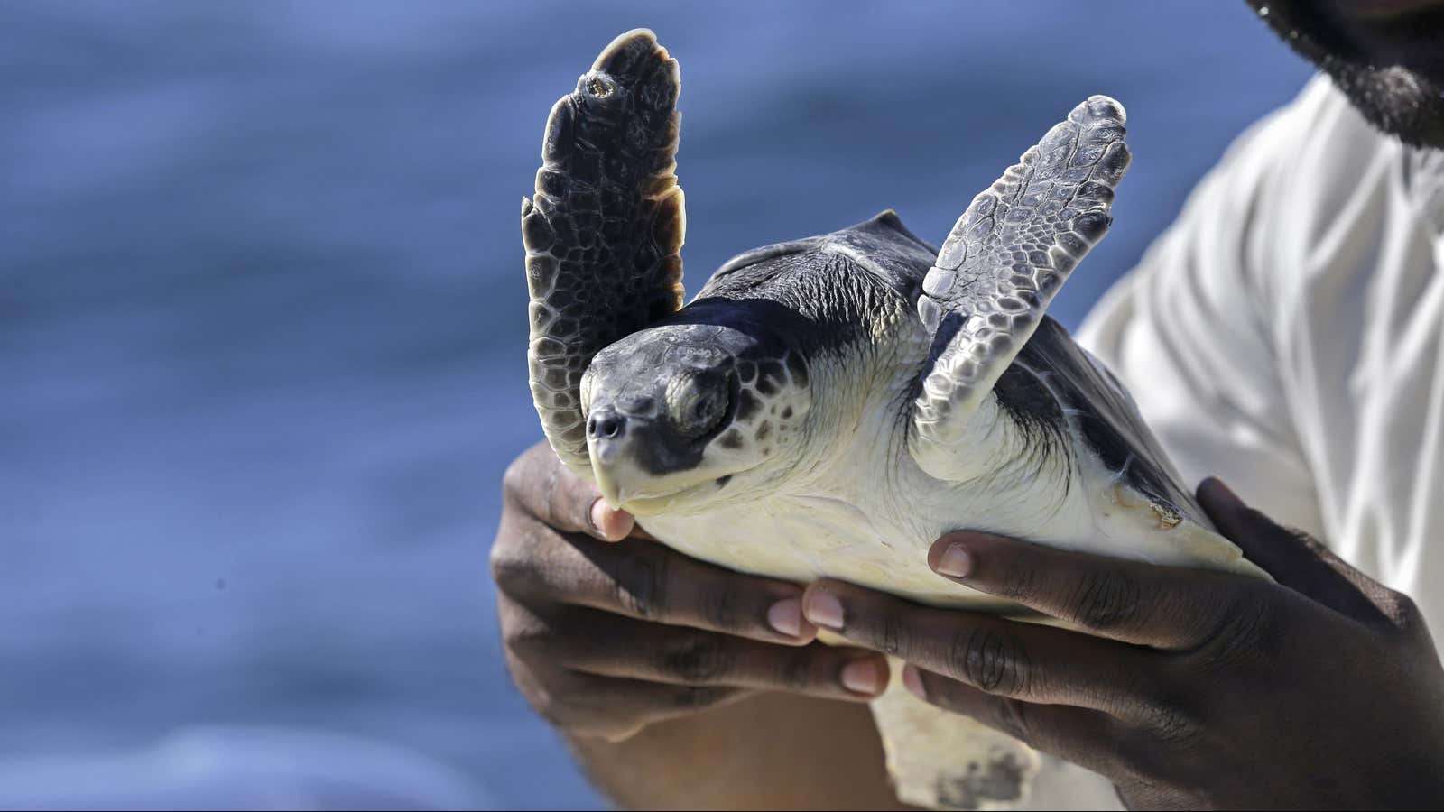 Kemp’s ridley sea turtles were already endangered, and climate change isn’t helping.
