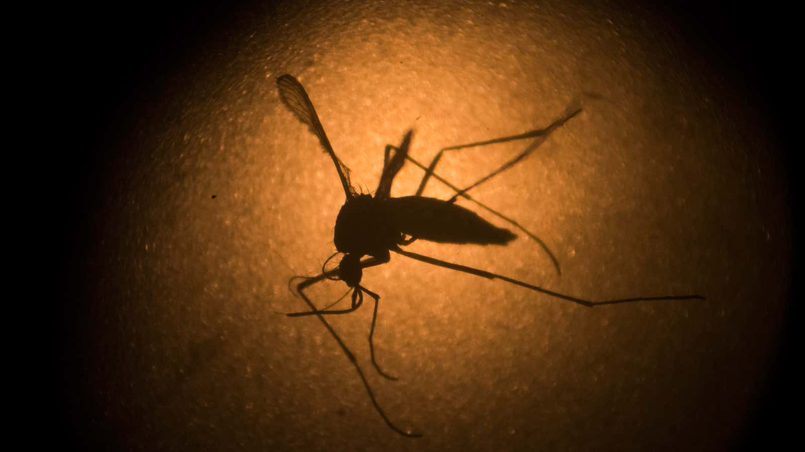 The mosquitoes that can carry Zika are found in parts of the east coast of the US