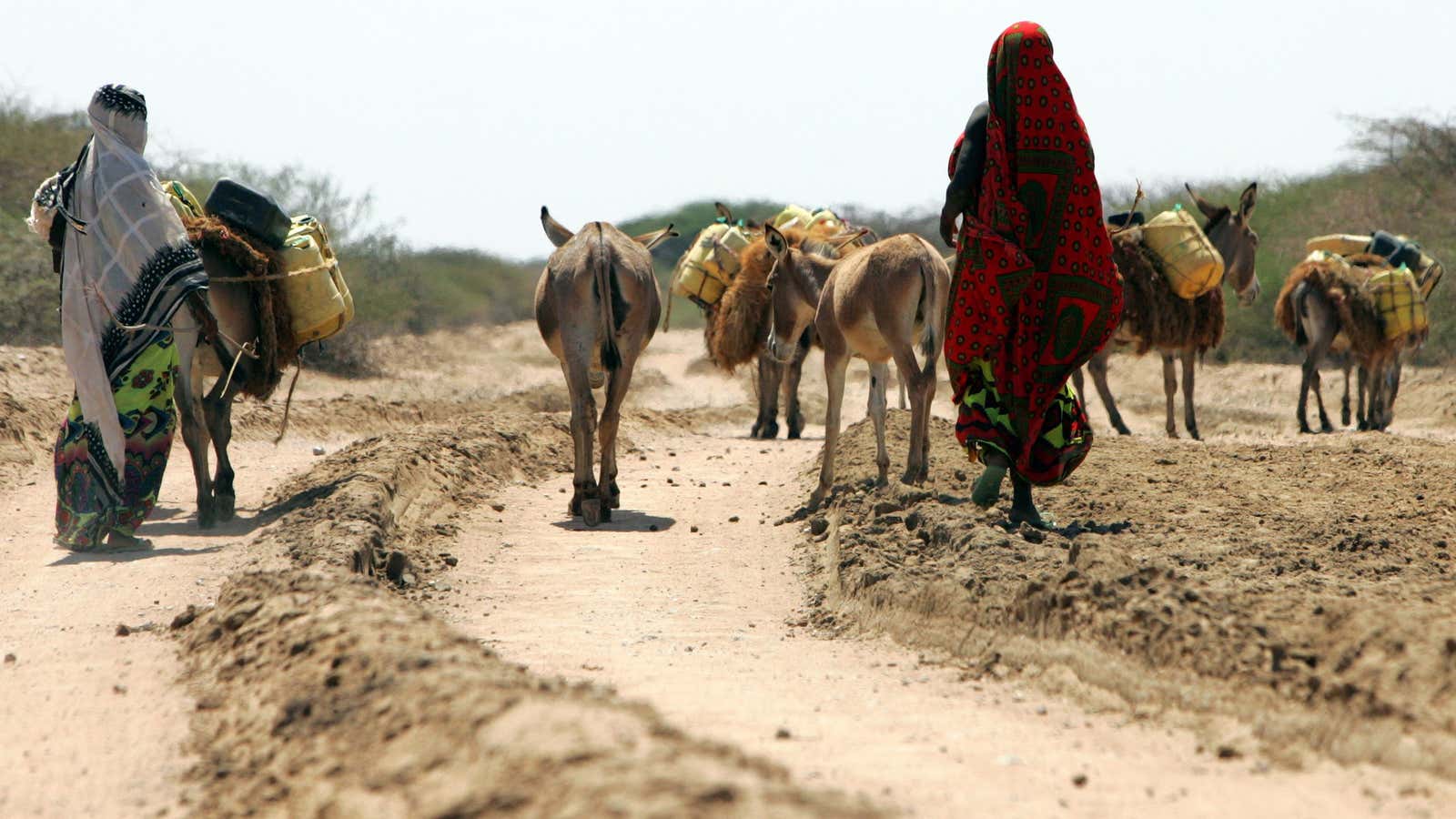 The Horn of Africa region is also grappling with political instability, locust infestations and the economic fallout of the covid-19 pandemic, undermining its ability to cope with the drought.
