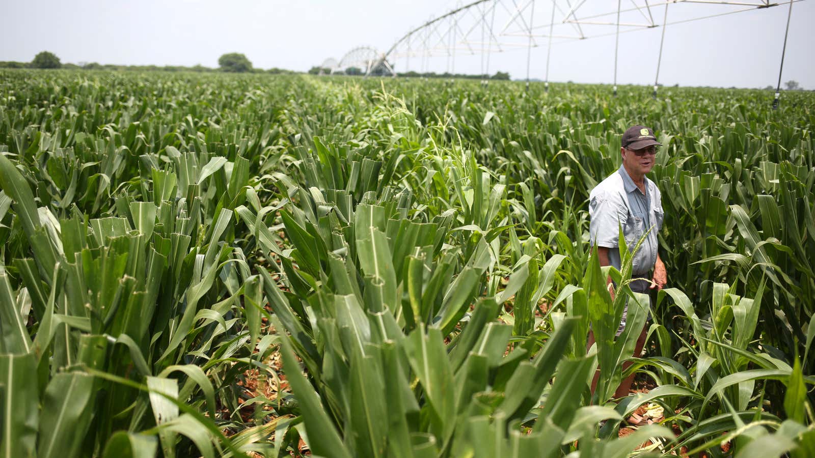 A South African farmer inspects his crop.
