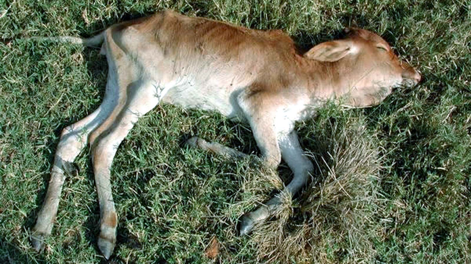 The carcass of a calf in Tanzania, where vaillagers report huge cattle losses due to the TseTse fly.