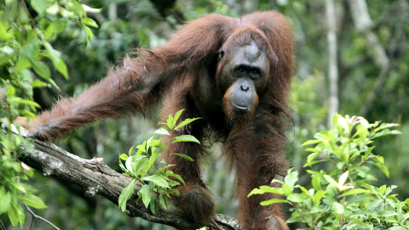 Deforestation for palm oil plantations is threatening one of our closest relatives.