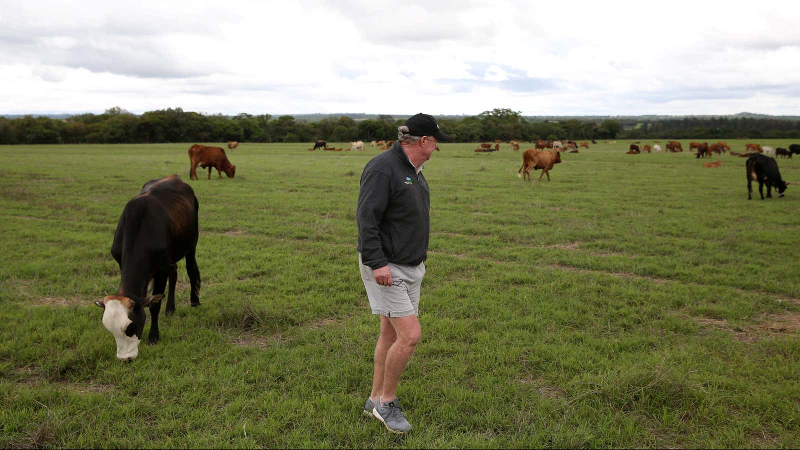A farm owner, looks at his cattle in Dormervale farm east of Harare, Zimbabwe