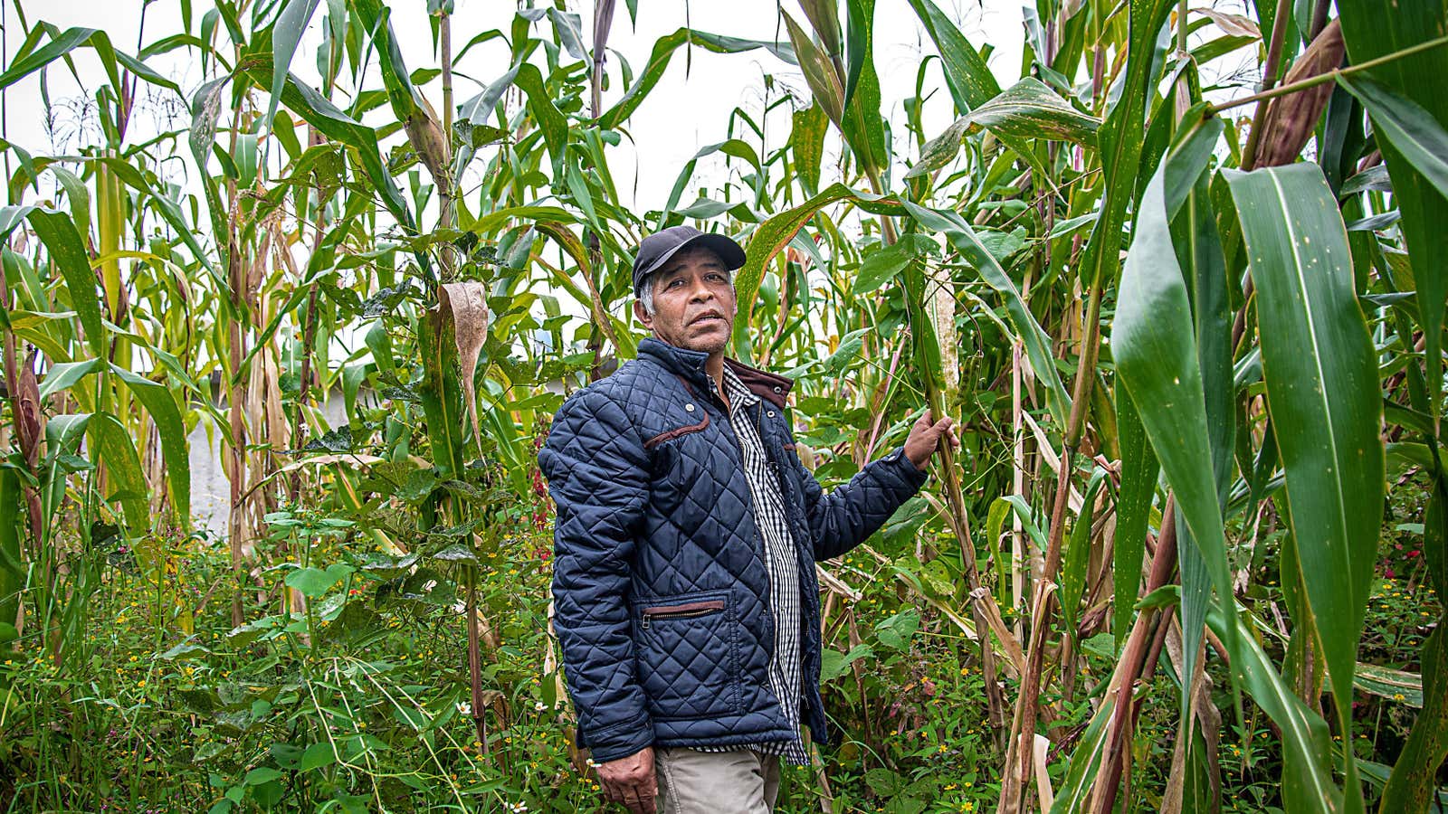 Campesinos grow rare varieties of maize whose genes may hold the key to more sustainable farming. If they go out of business, we’re in trouble.
