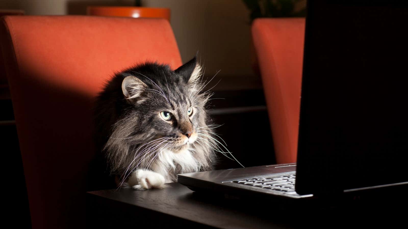 Intense concentration, or “flow,” can also be a sign of procrastination. Especially when looking at pictures of cats.