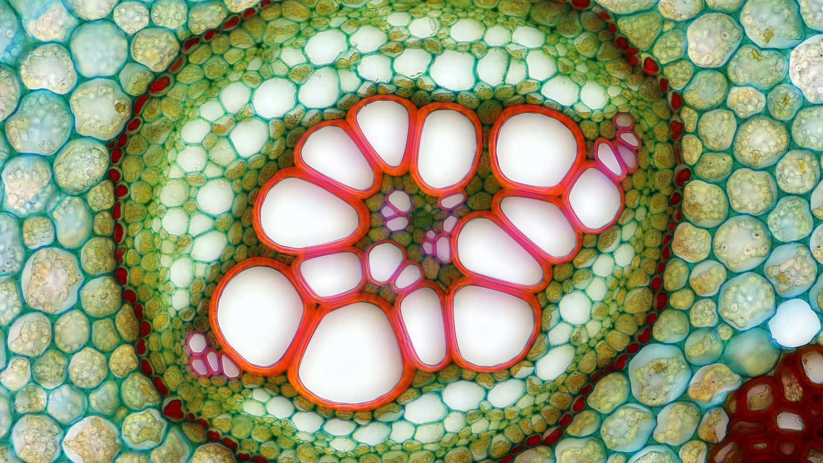 Transverse section of an ostrich fern, magnified 250x.
