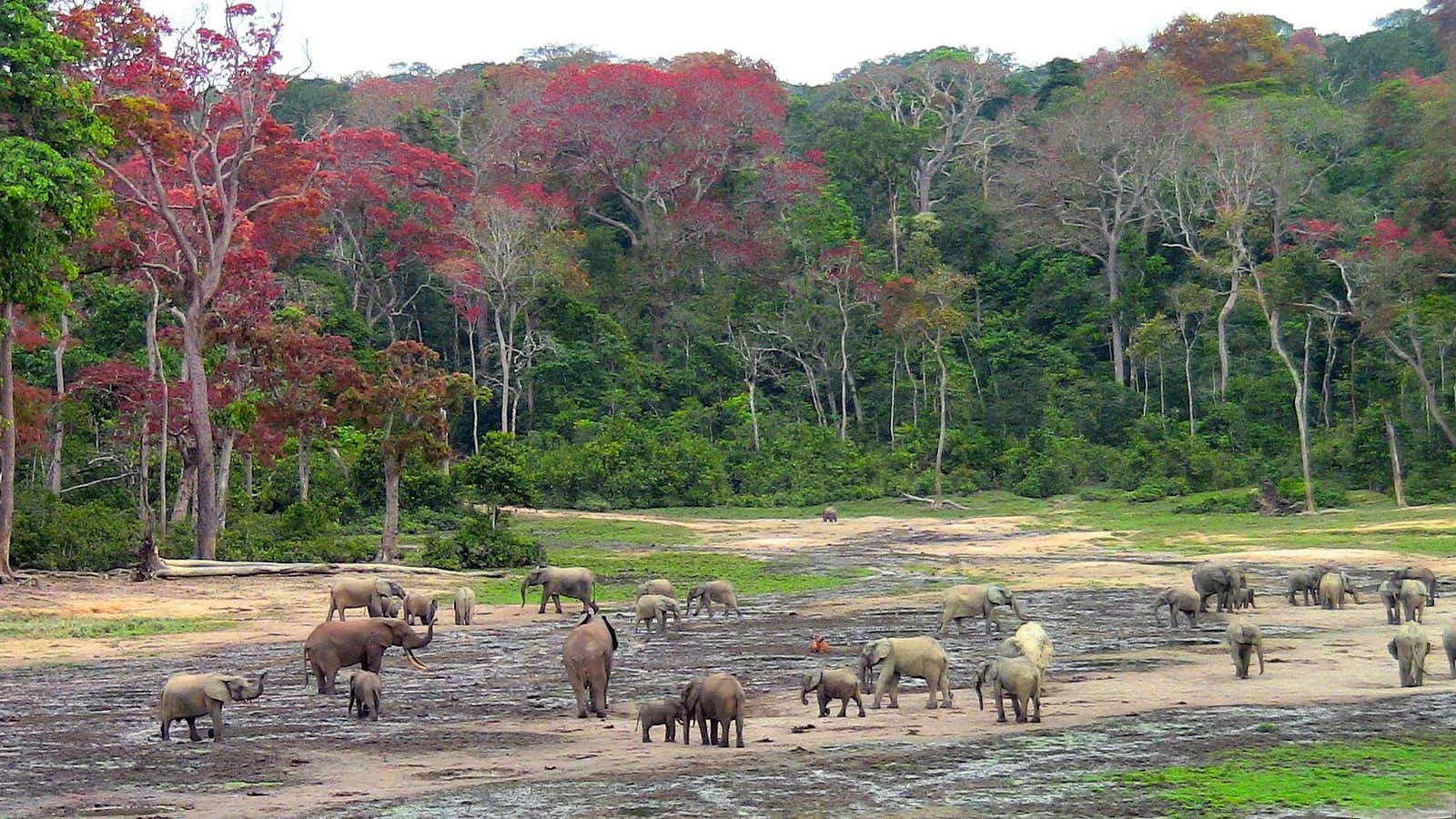 The Elephant Listening Project is using AI tools to better track the location of elephant herds in the Congo.