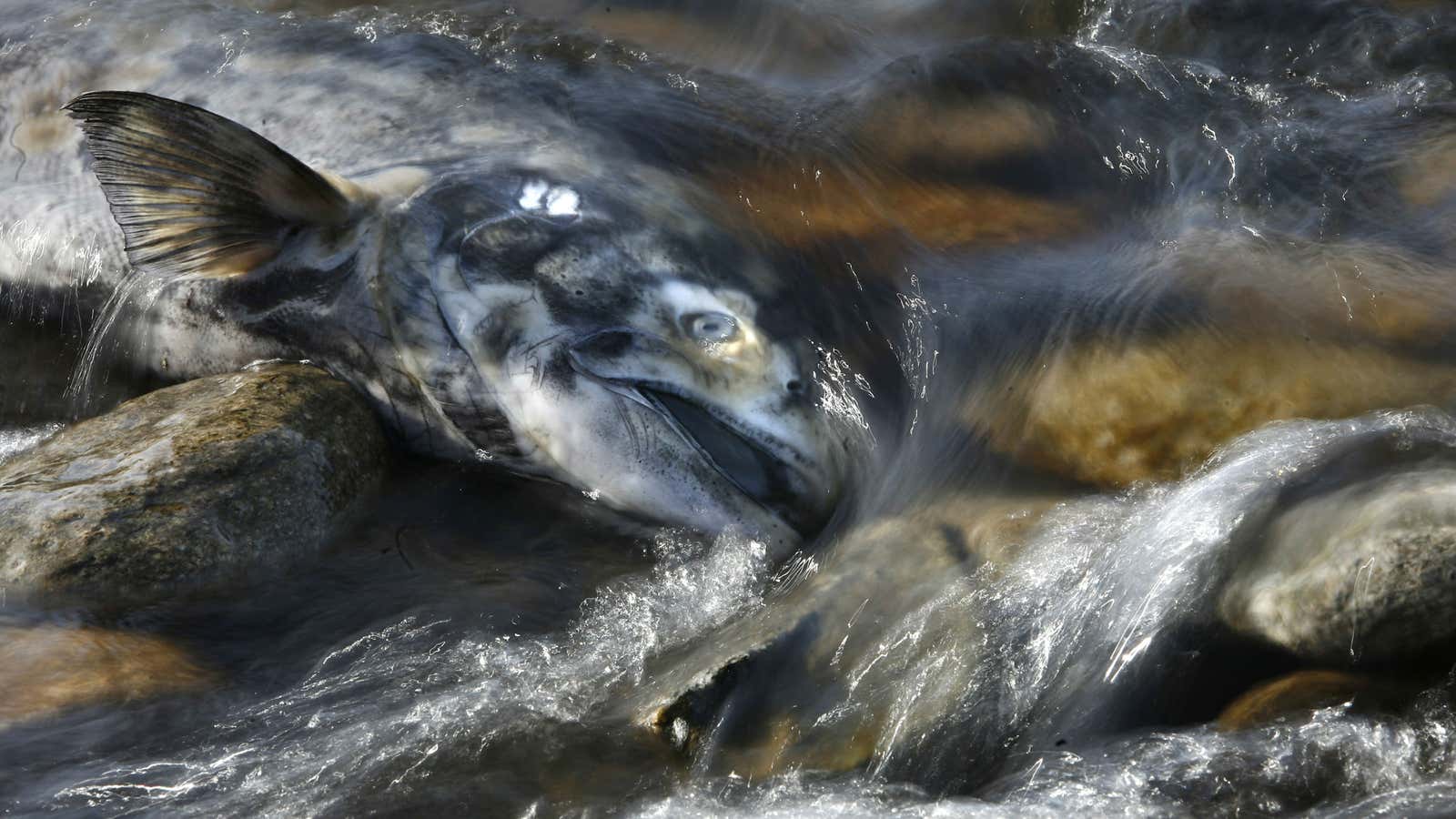 Chinook salmon may be overwhelmed by invading Atlantic salmon.