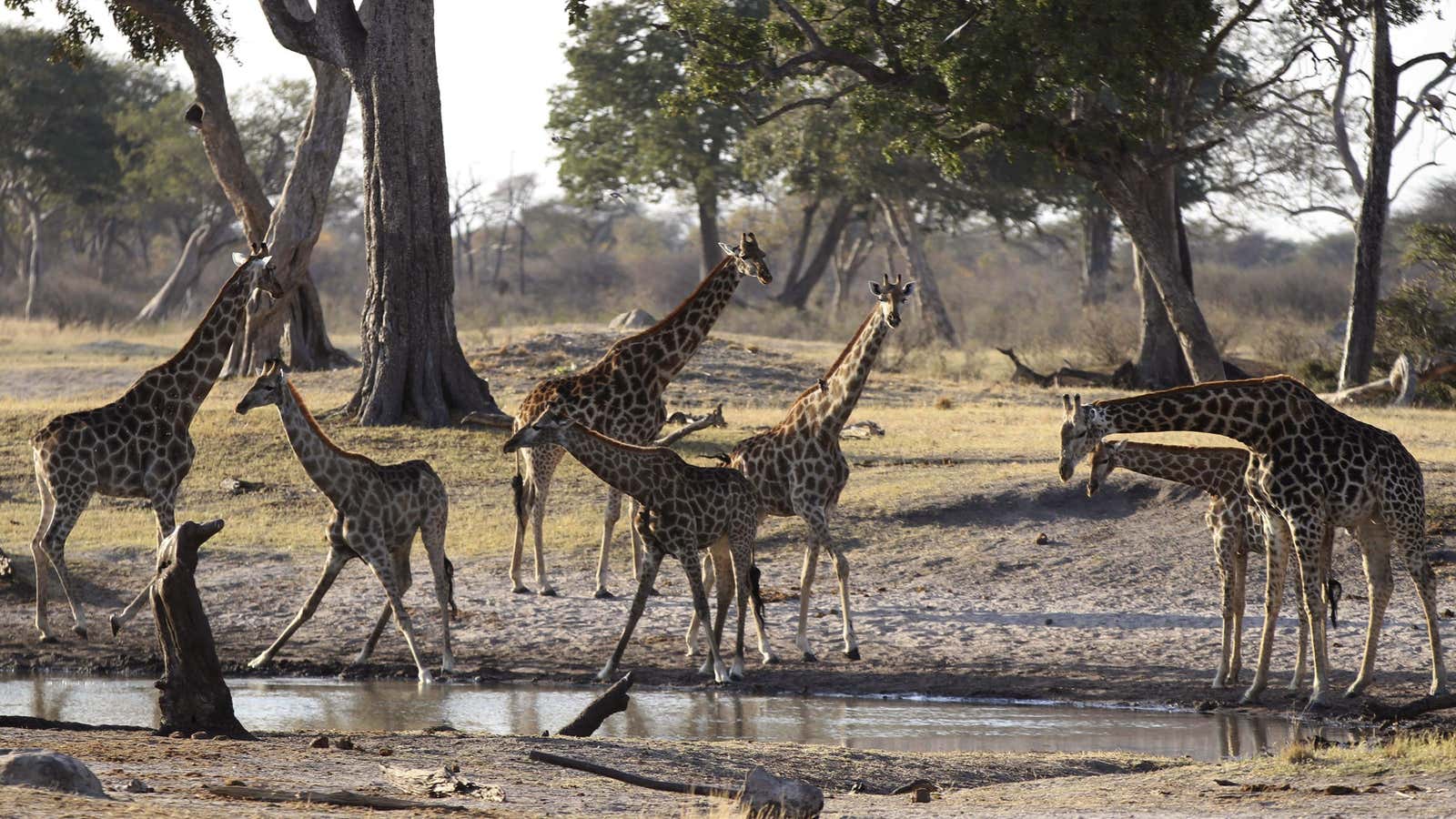A drought has shrunken Zimbabwe’s watering holes.