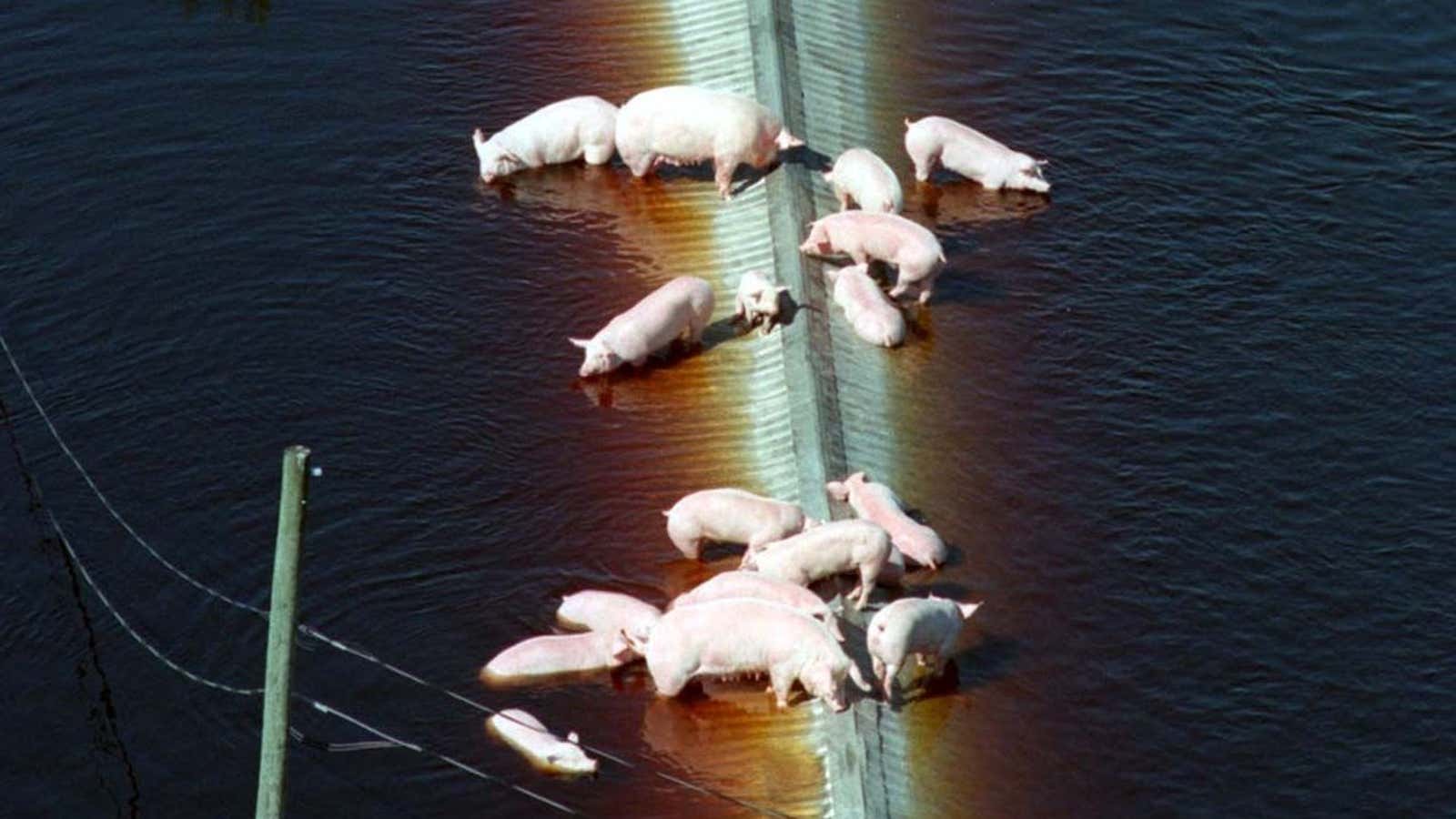 In 1999, Hurricane Floyd inundated North Carolina hog farmsâ€”and their pits full of hog feces.