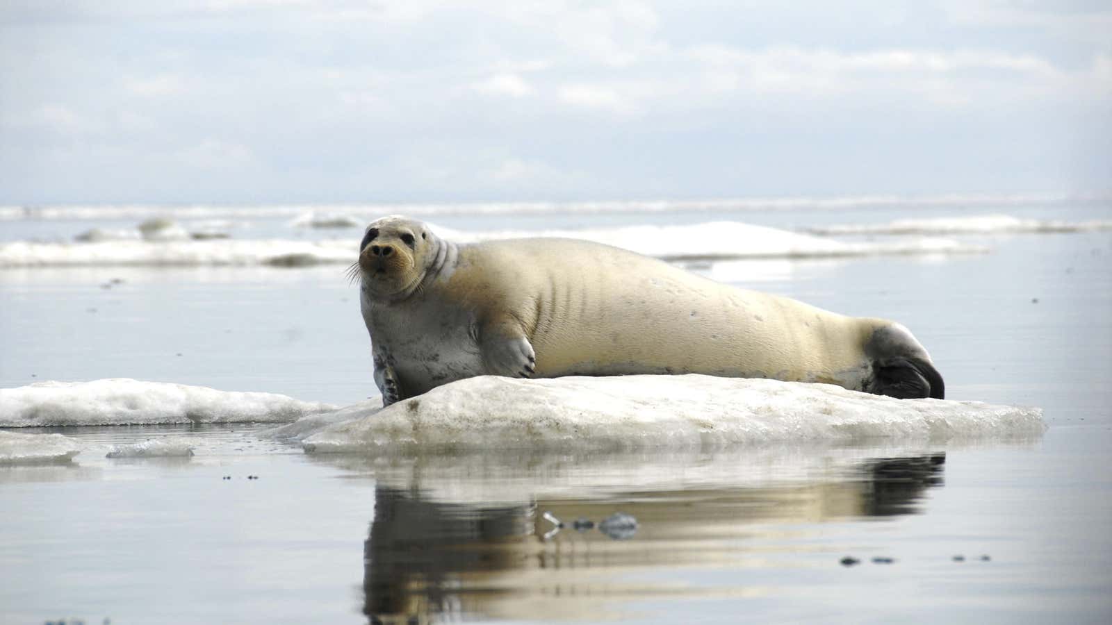 The waters around Greenland are overpopulated with seals, and a lack of demand for seal products gives no one an incentive to hunt.