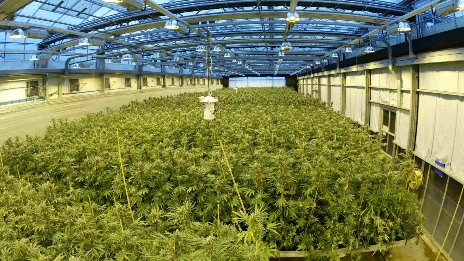 GW Pharmaceutical’s top secret weed growing facility.