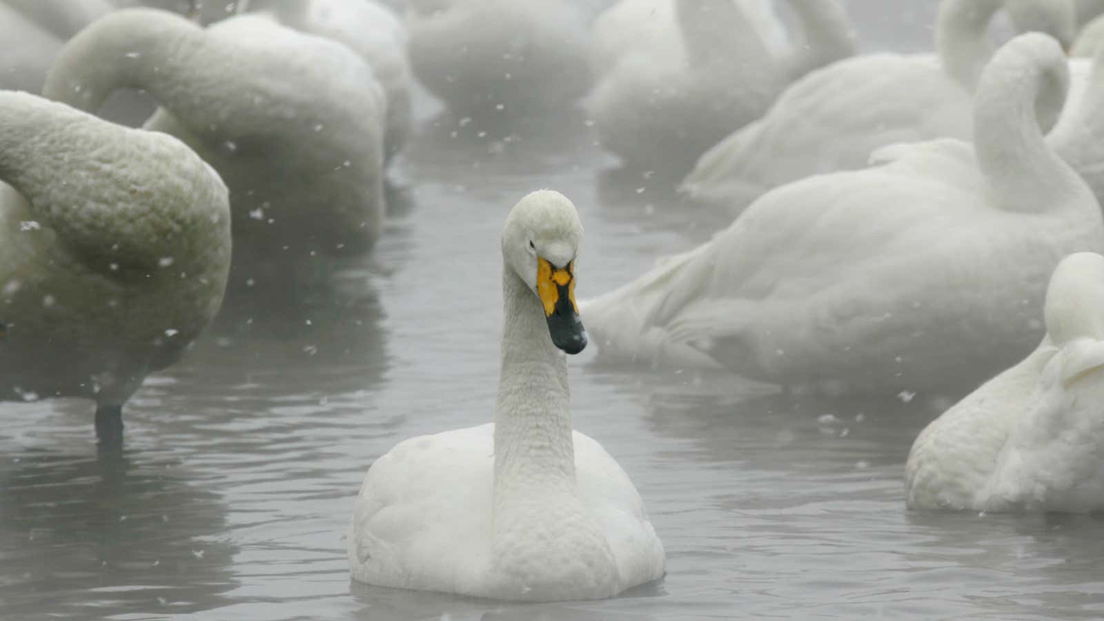 Whooper swans float on the waters of Lake Kussharo in Akan National Park in Teshikaga town in the eastern part of Hokkaido, northern Japan February…