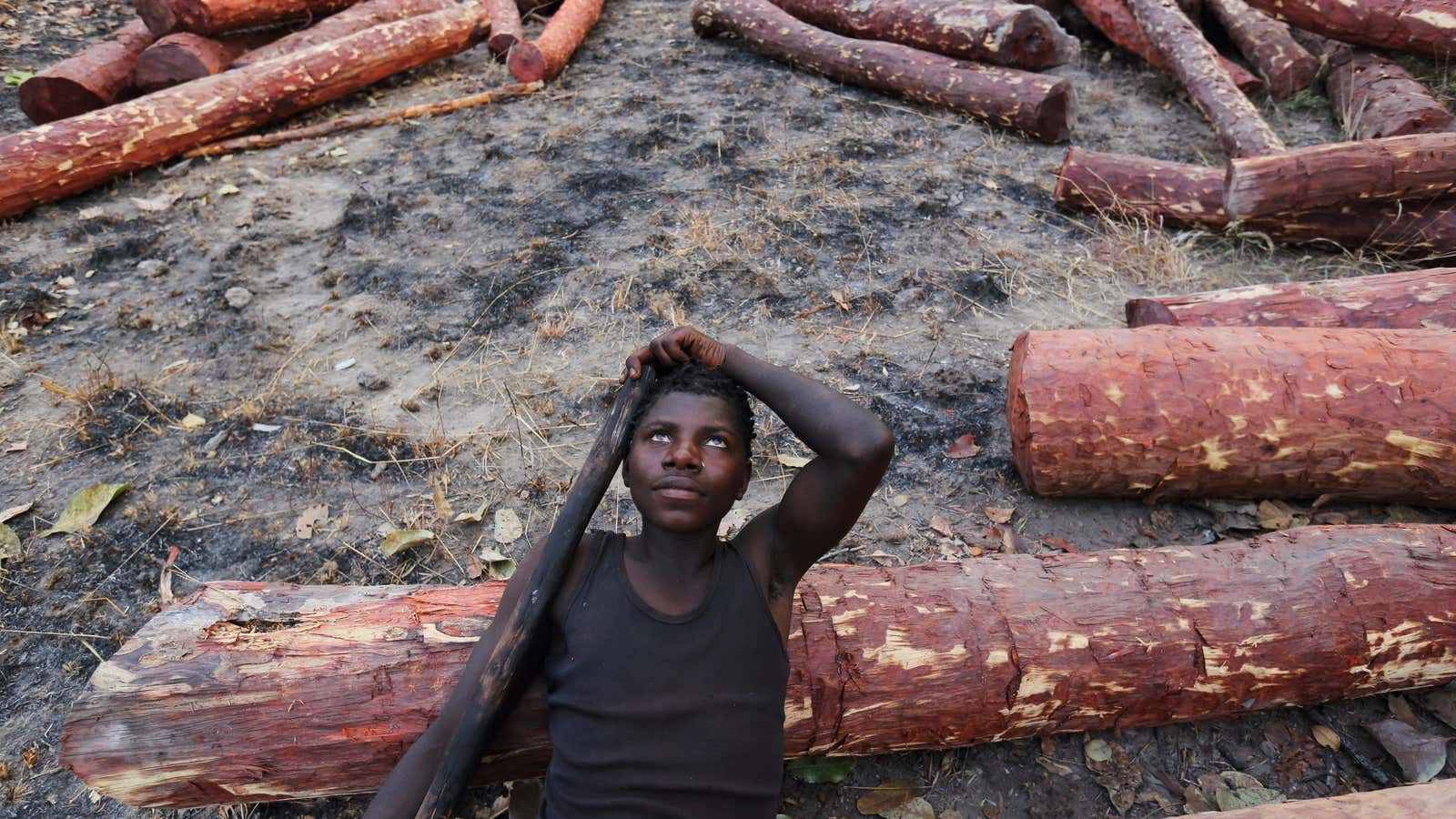 A logger in the Democratic Republic of Congo rests near felled Mukula trees.