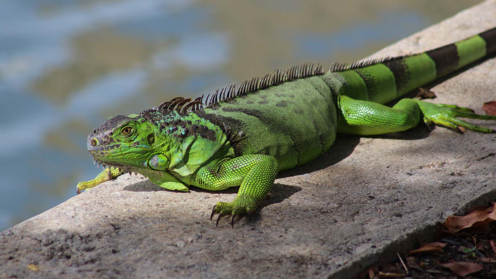 Green iguanas aren’t welcome to settle in Florida.