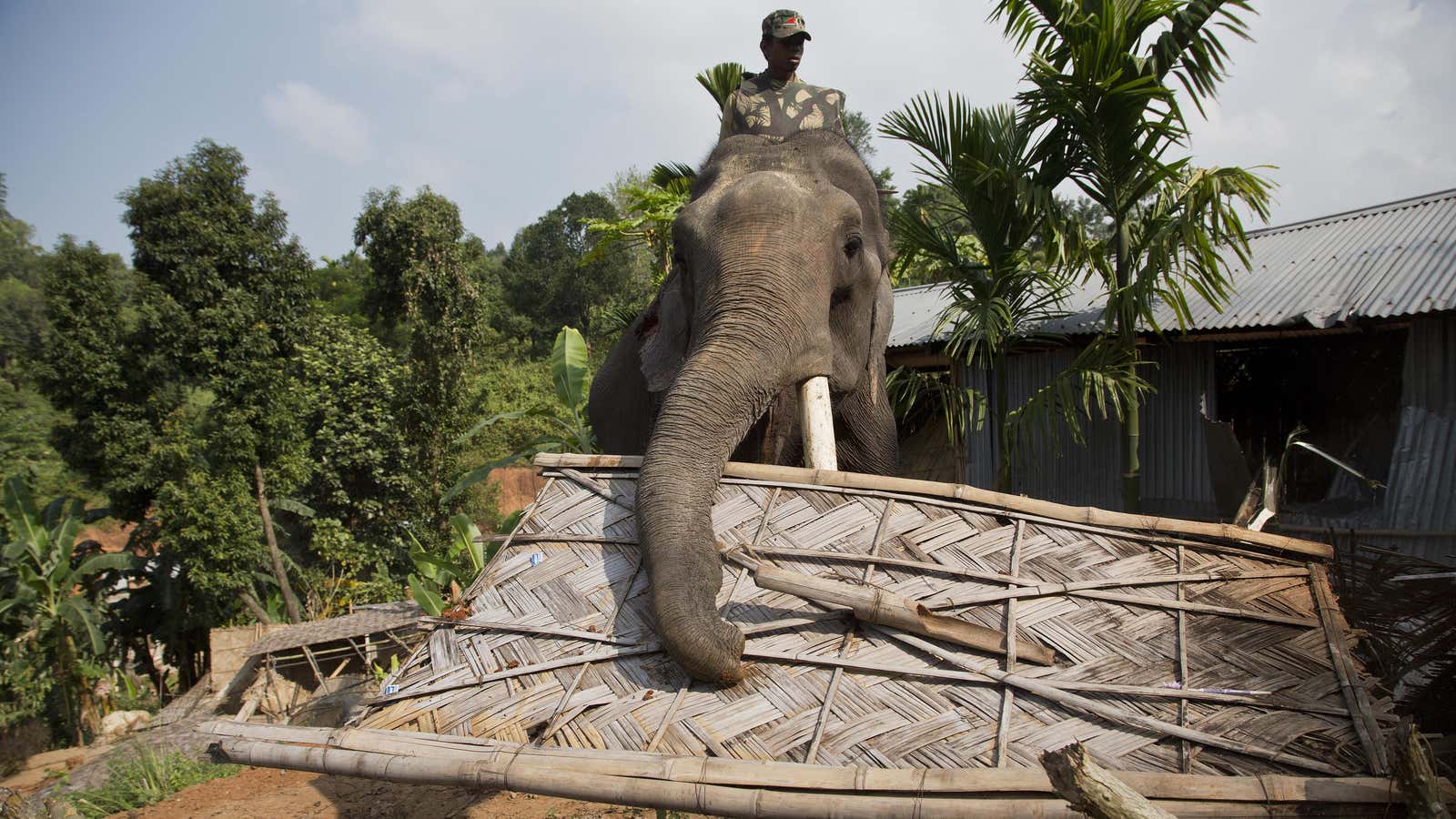 An elephant evictor.