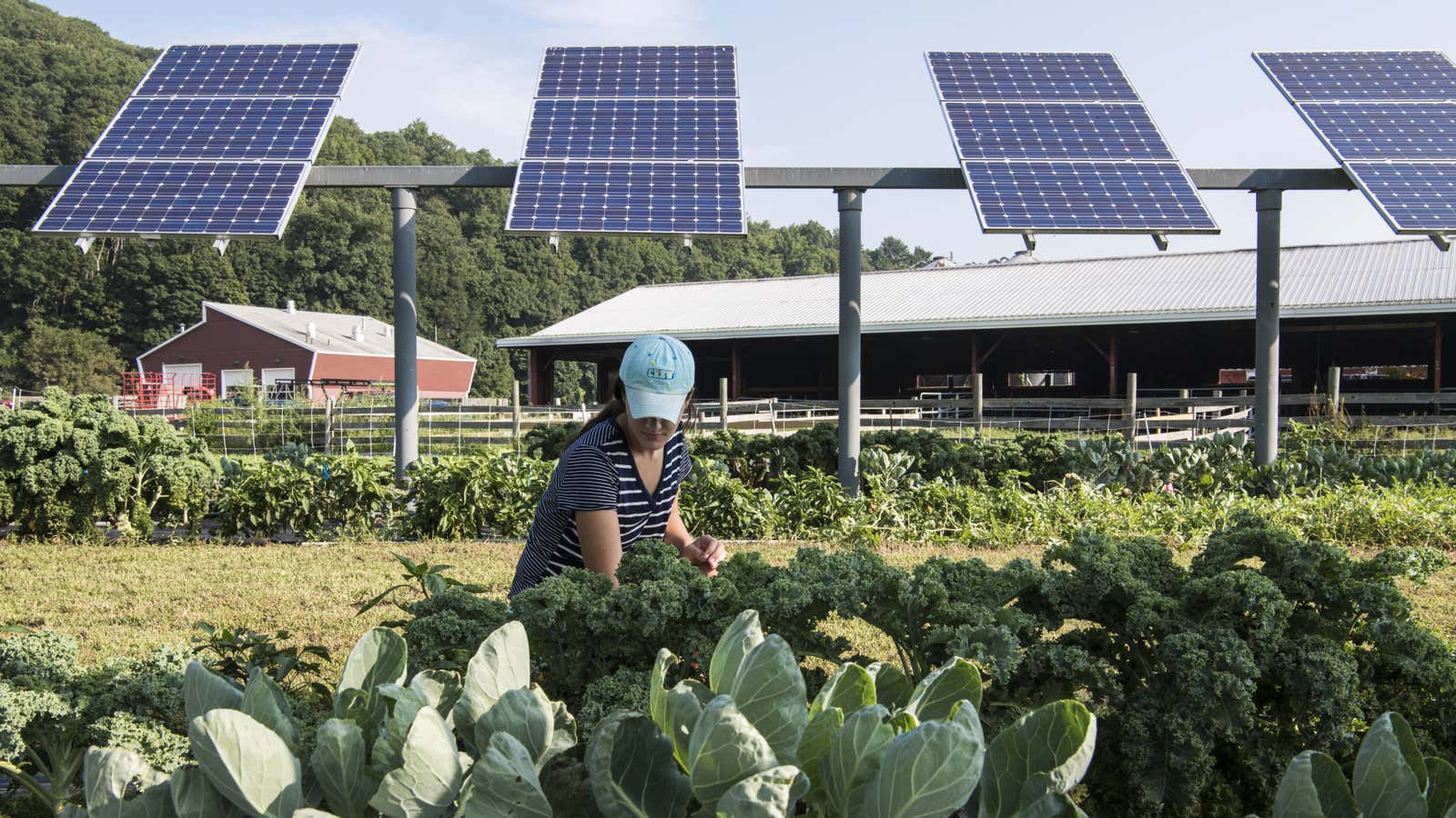 Solar panels situated on farms—known as “agrivoltaics”—are emerging as a way for states to preserve farmland while meeting their clean energy goals.