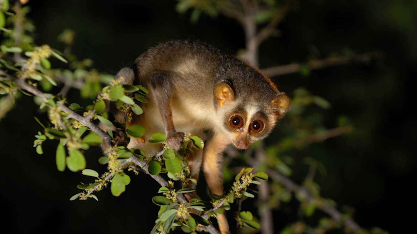The slender loris is known as kaadu papa in Kannada, meaning forest baby.