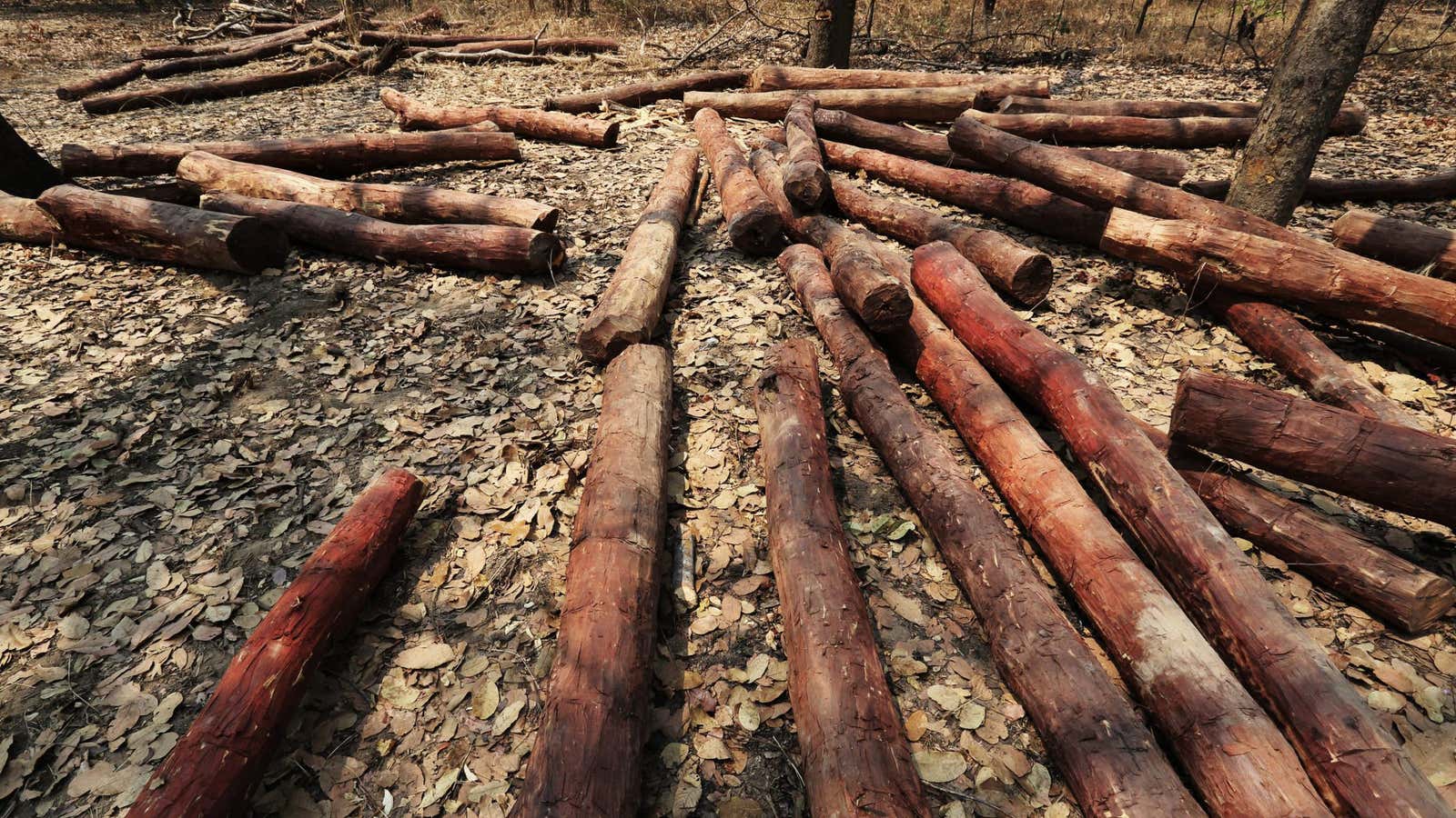 Mukula logs awaiting transportation at a lumberyard in Katanga province in the DRC.