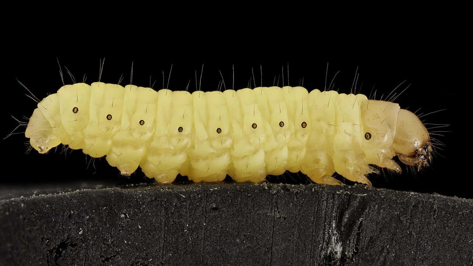 A wax worm, aka a plastic bag destroyer