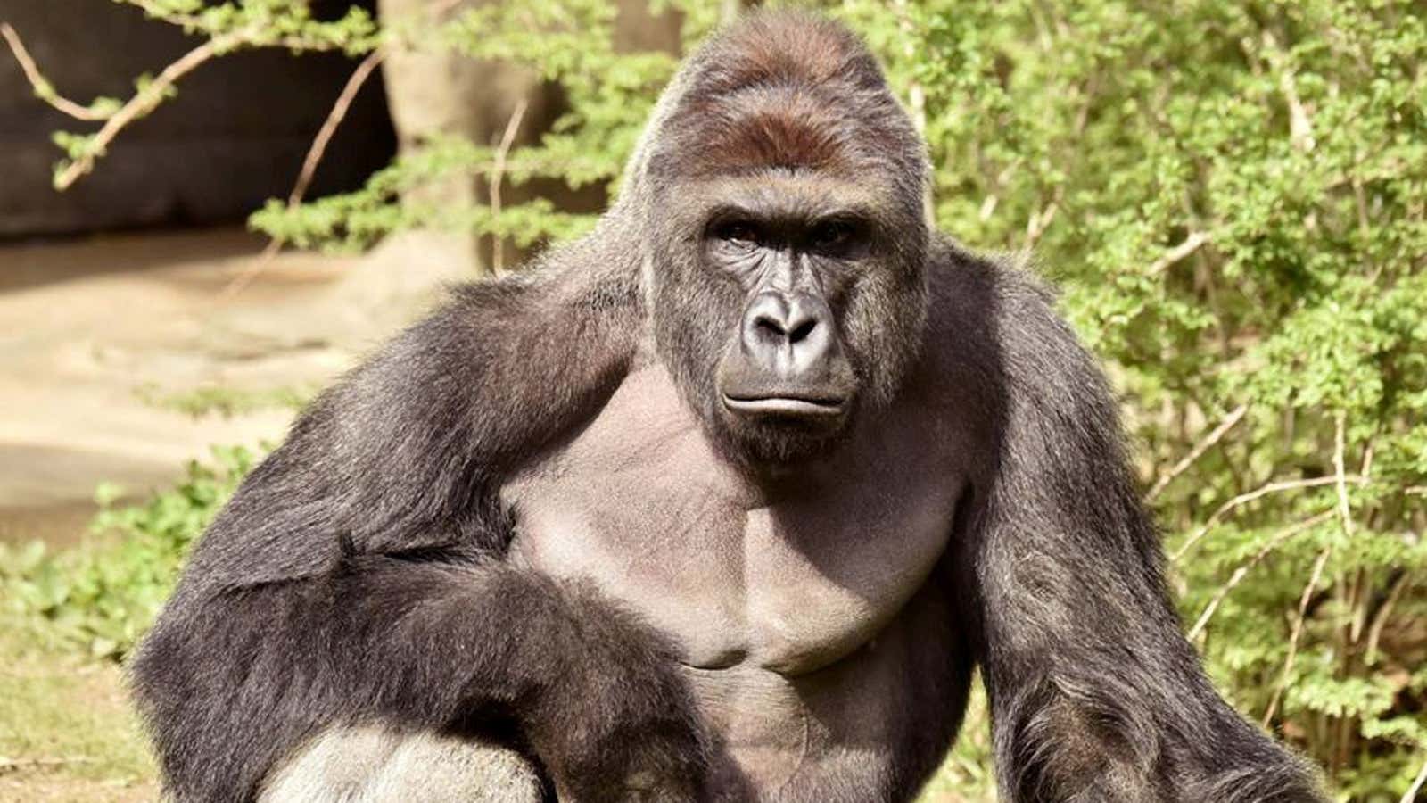 Harambe, the deceased 17-year-old gorilla at the Cincinnati Zoo