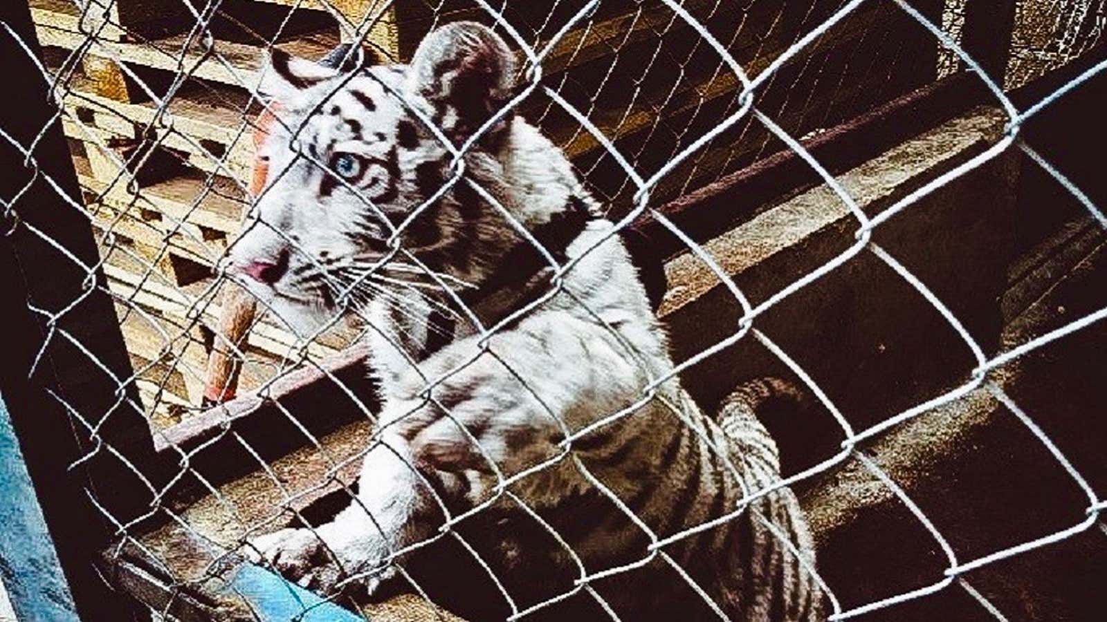 A white tiger cub concealed in a van was seized by authorities in Mexico.