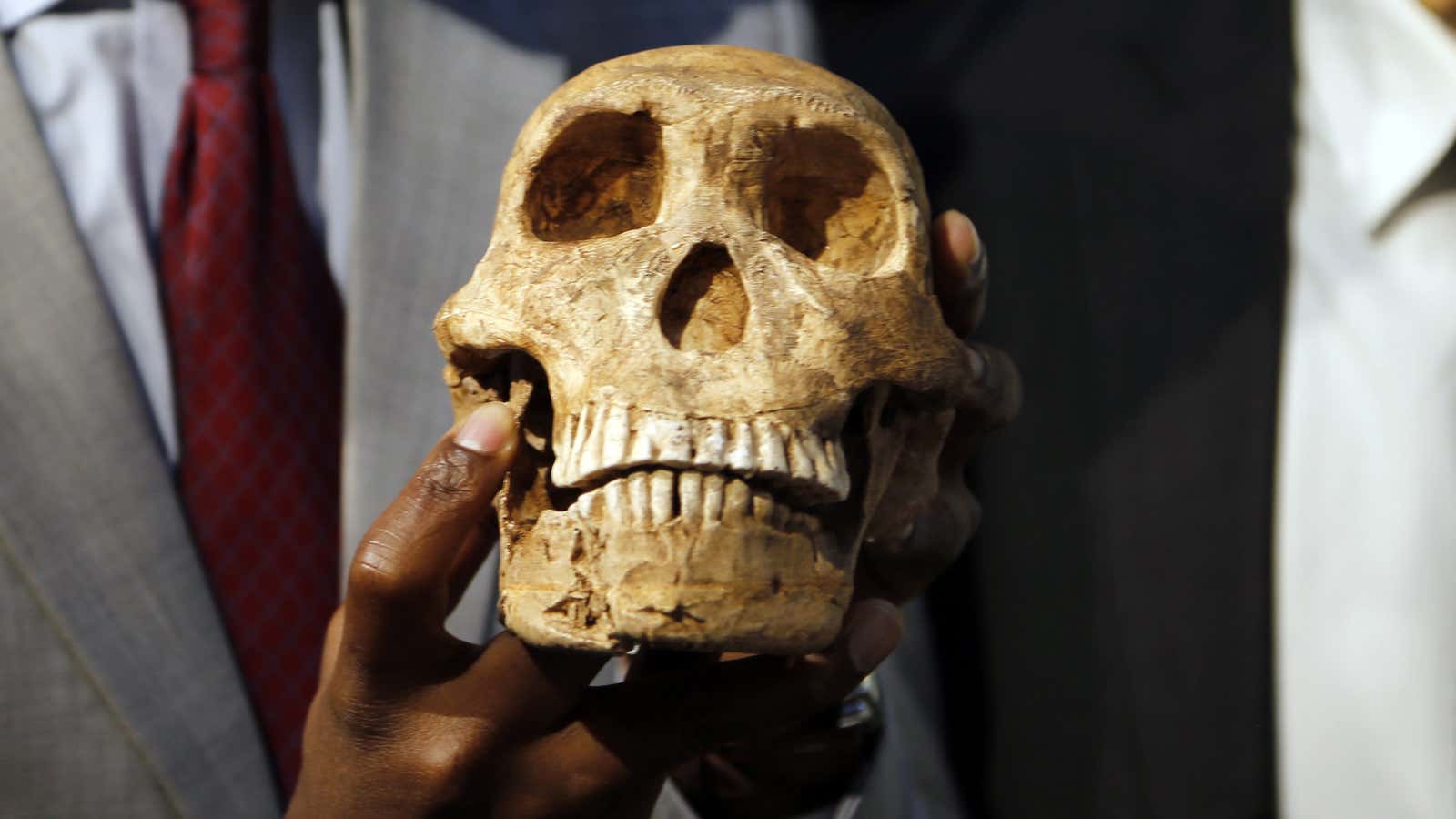 A replica skull of a species belonging to the human family tree whose remnants were first discovered in a South African cave in 2013 is held at the unveiling at the Maropeng Museum, near Magaliesburg, South Africa.