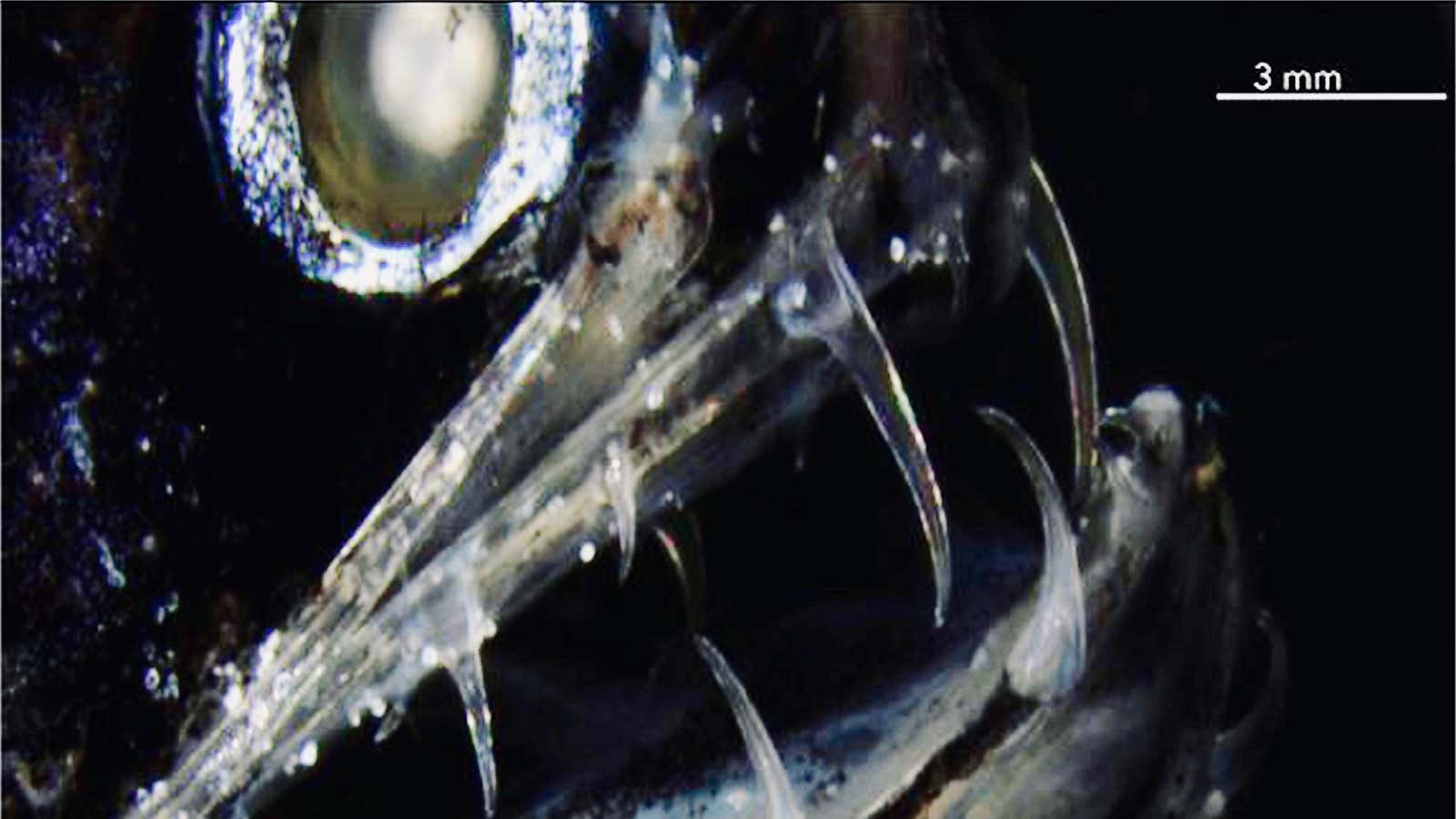 Meet the deep-sea dragonfish.