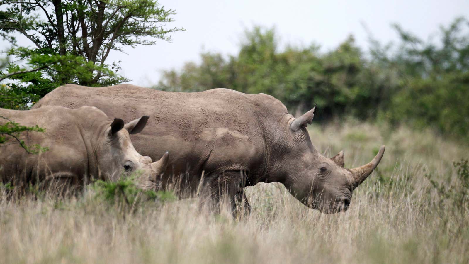 Since 2007 there has been a 1,000% increase in poaching in South Africa alone.