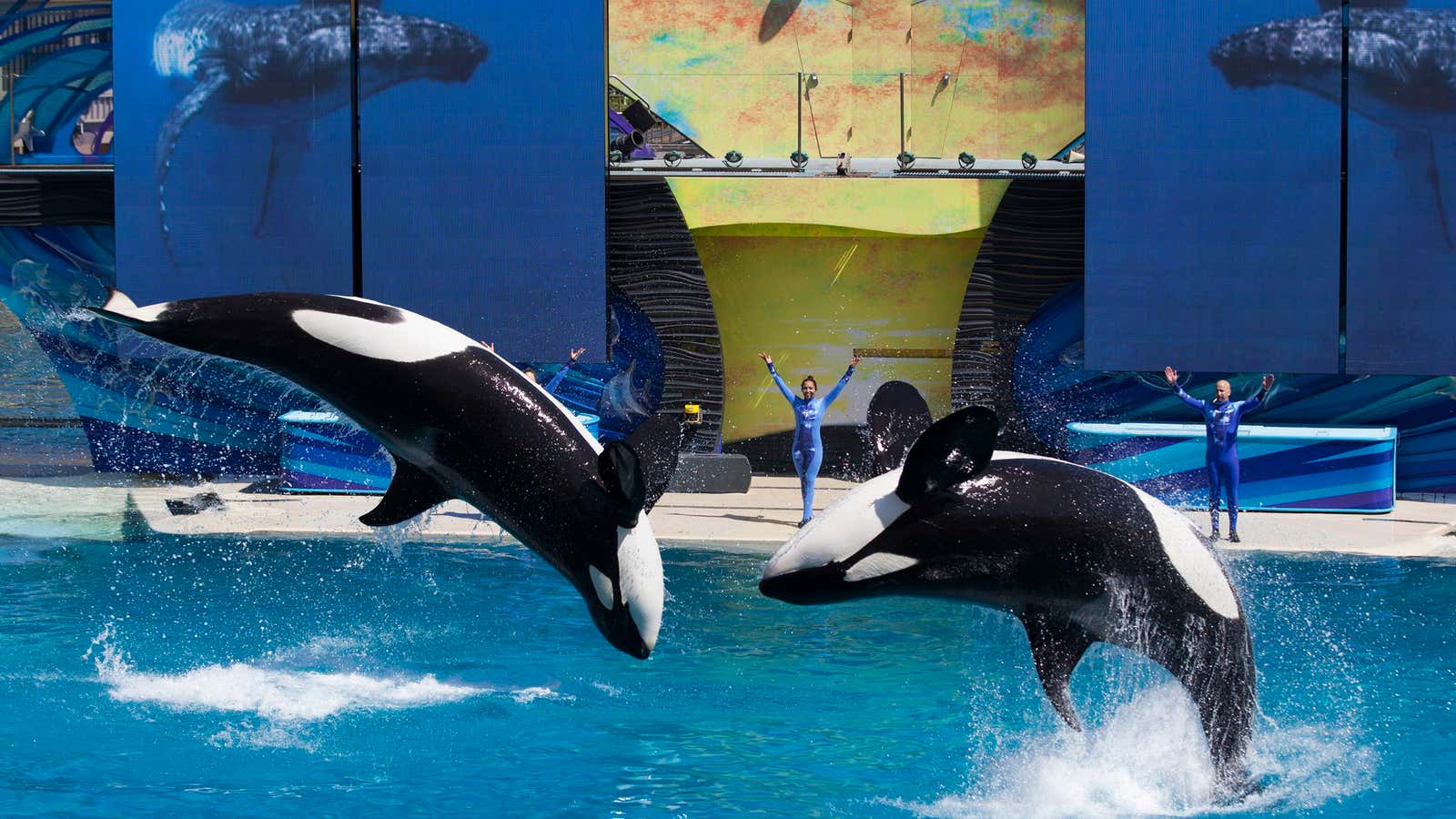 SeaWorld’s lawyers are doubling down for another fight over killer whales.